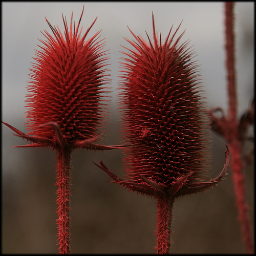 دیپساکوس لاسینیاتوس